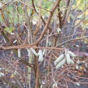 Hazel Catkins on the allotment