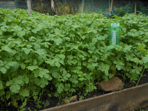 Good growth on the green manure