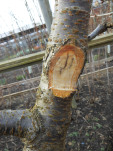 Bacterial Canker through stem of cherry tree