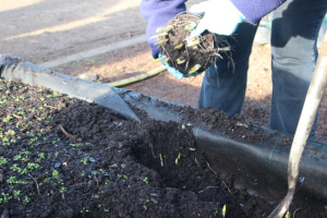 Gently removing compost (2)