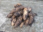 Jerusalem Artichokes