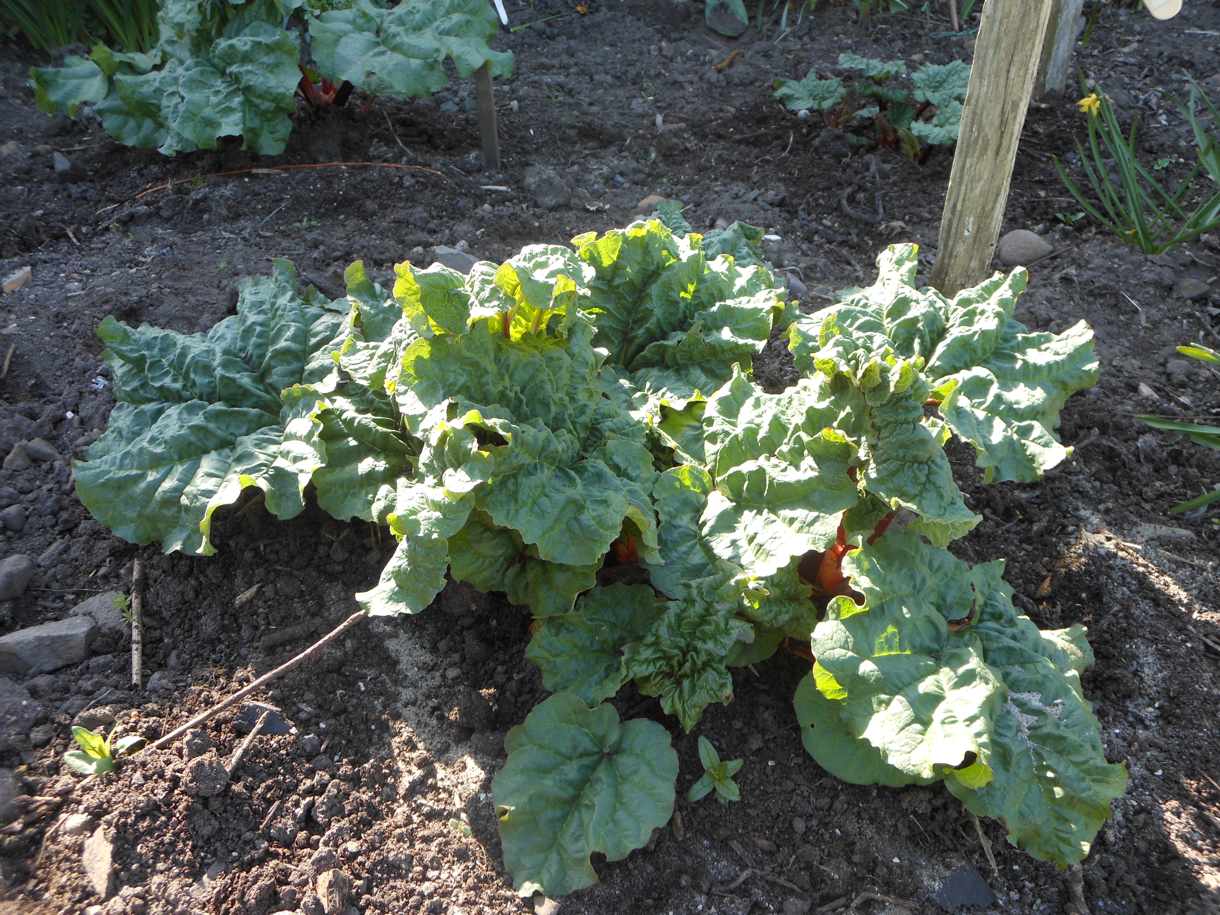 Rhubarb putting on growth – RCHS