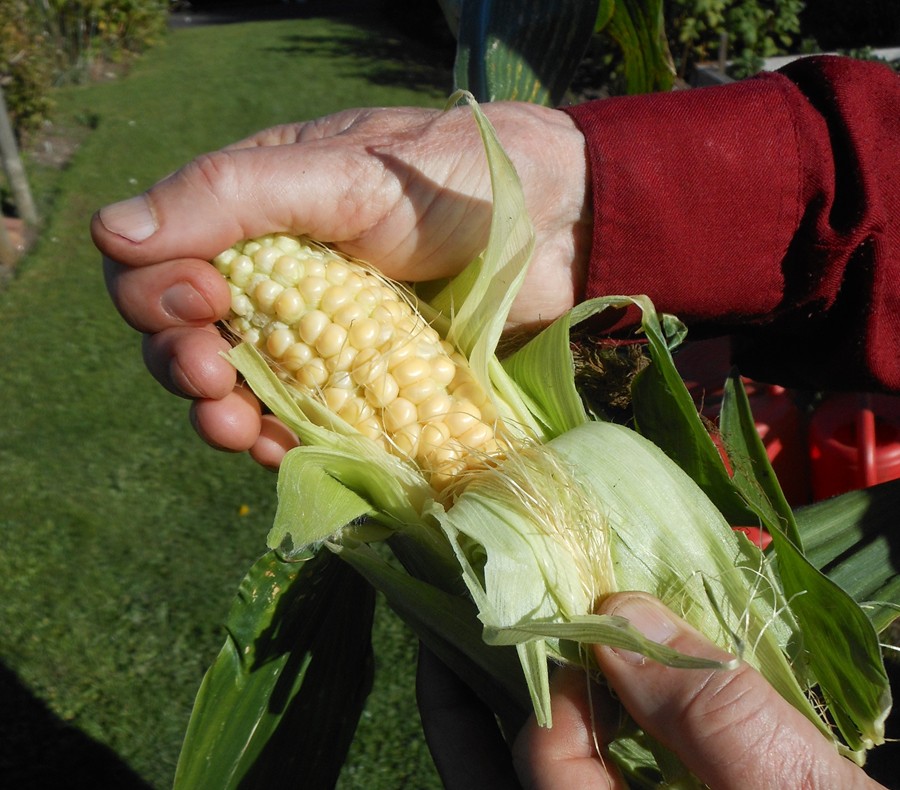 Albums 93+ Pictures how do you know when corn is ripe Superb