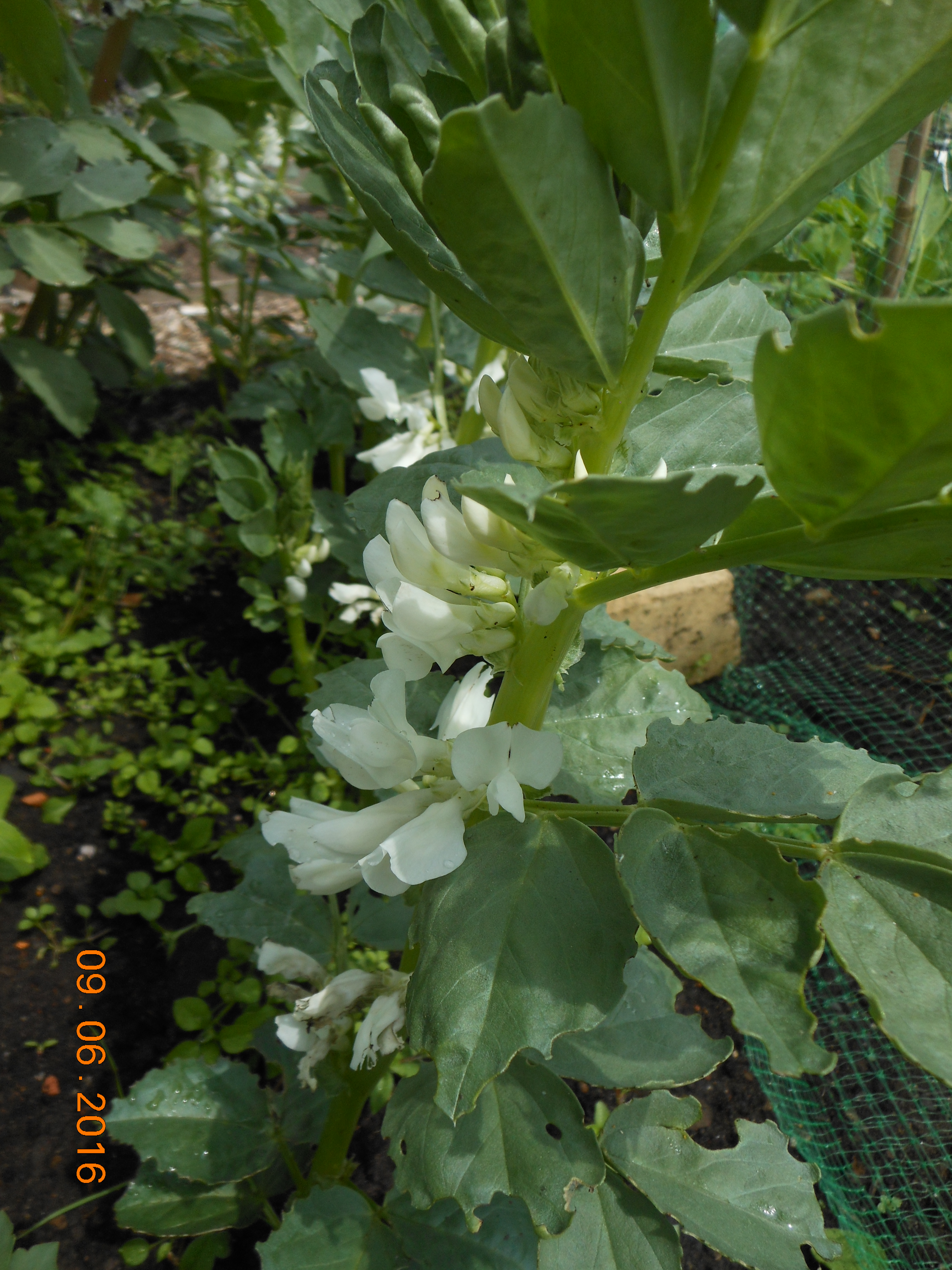 flowers on Perla broad beans