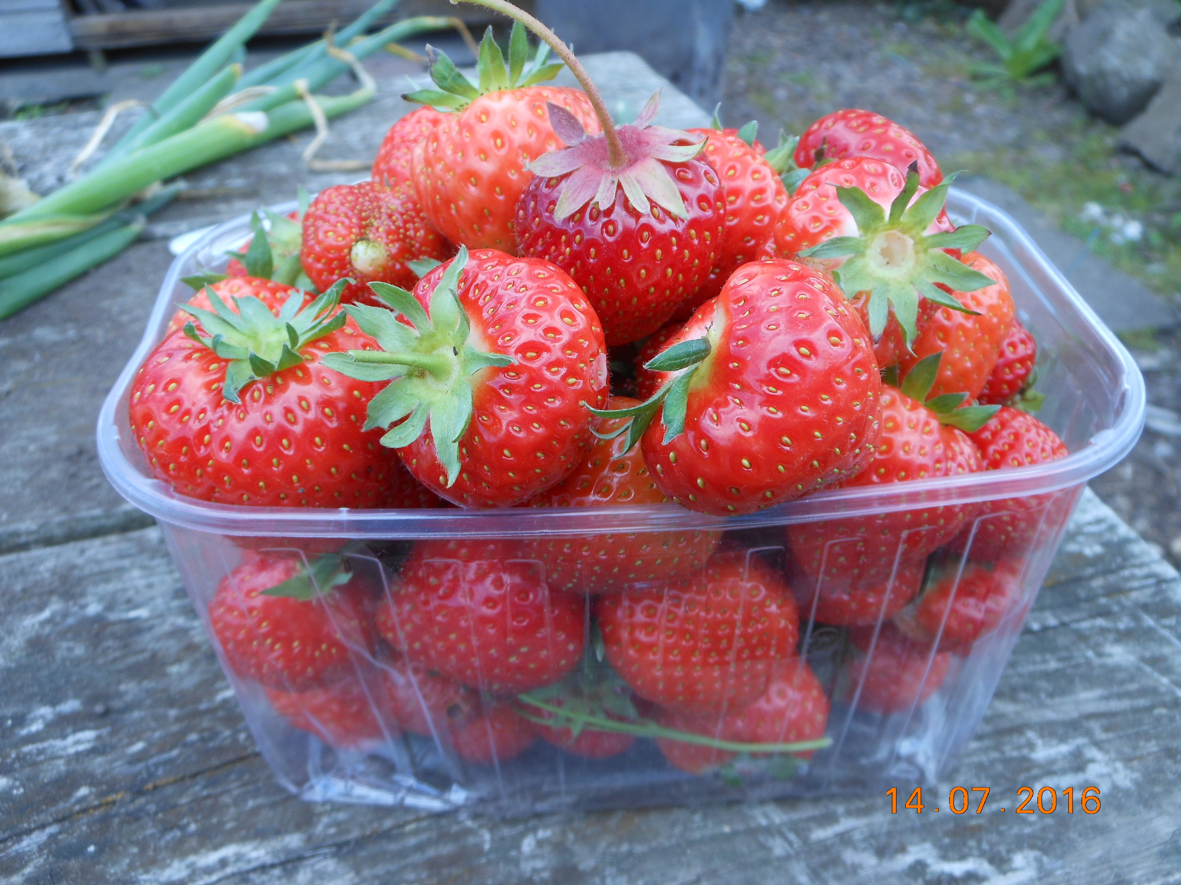 strawberry harvest