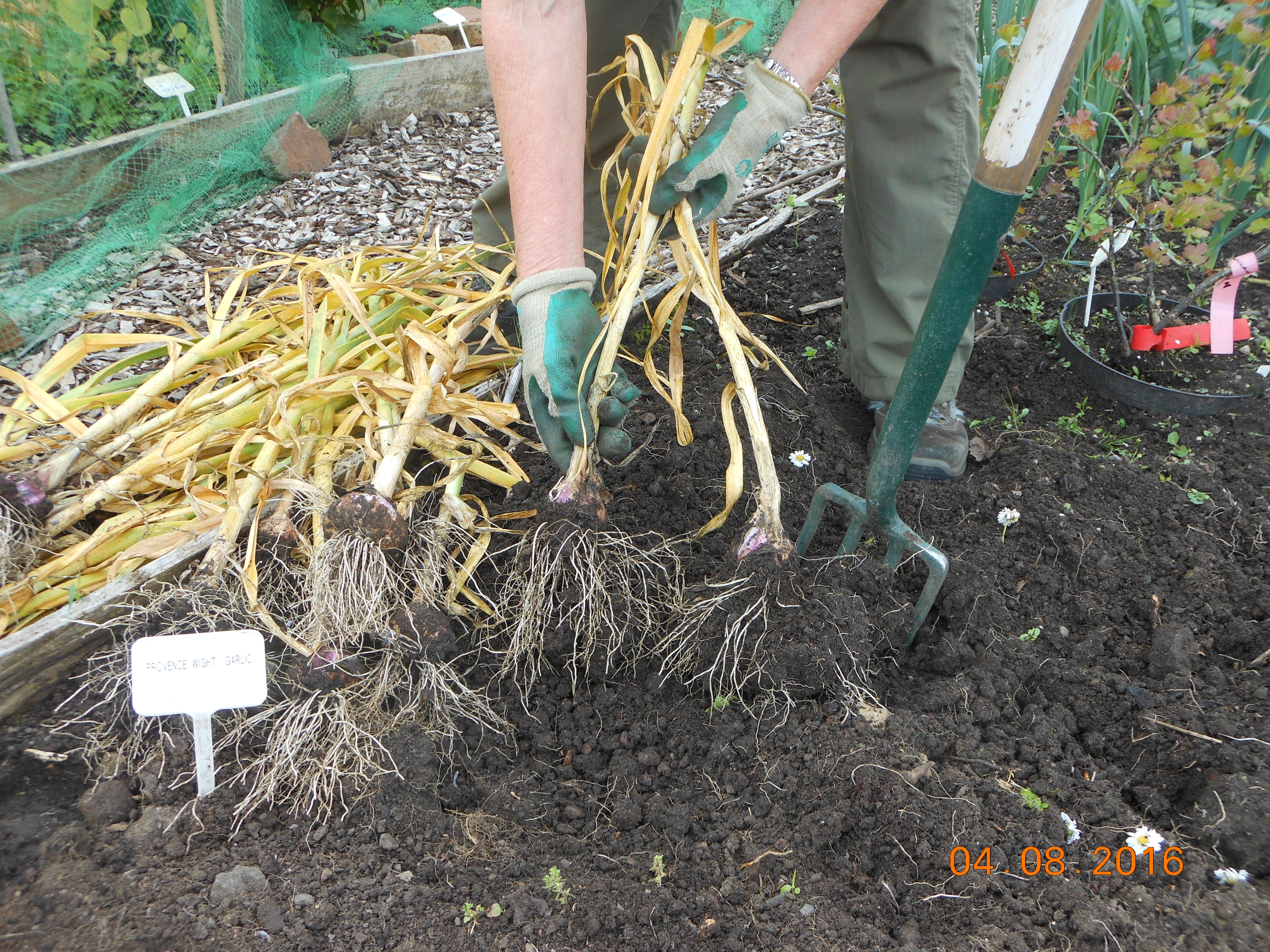 Digging up Garlic