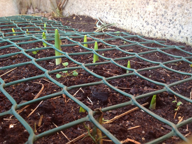 Shoots emerging from the plunge bed