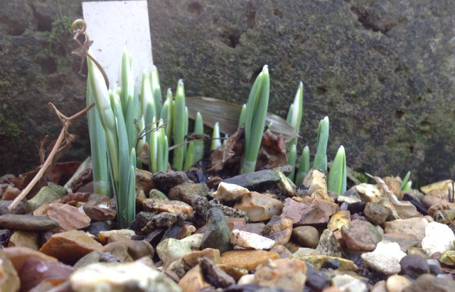 The early Snowdrop