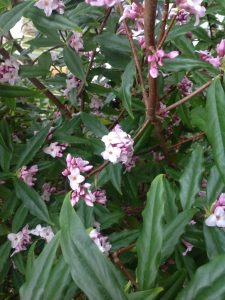 daphne-bholua-still-flowering