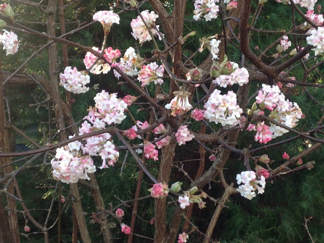 viburnum-4th-january