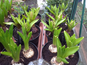 10-feb-hyacinths-beginning-to-show-colour