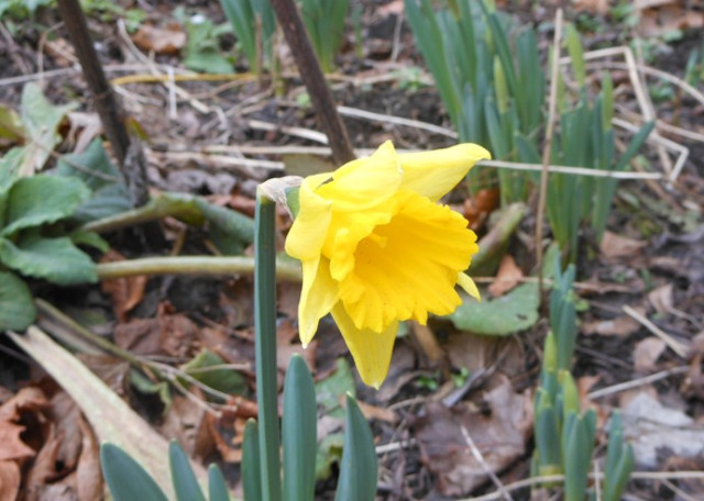 9-feb-daffodil