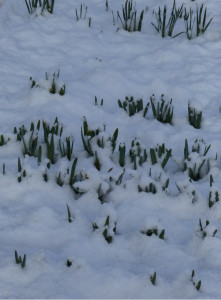 daffodils-in-the-garden-28-february