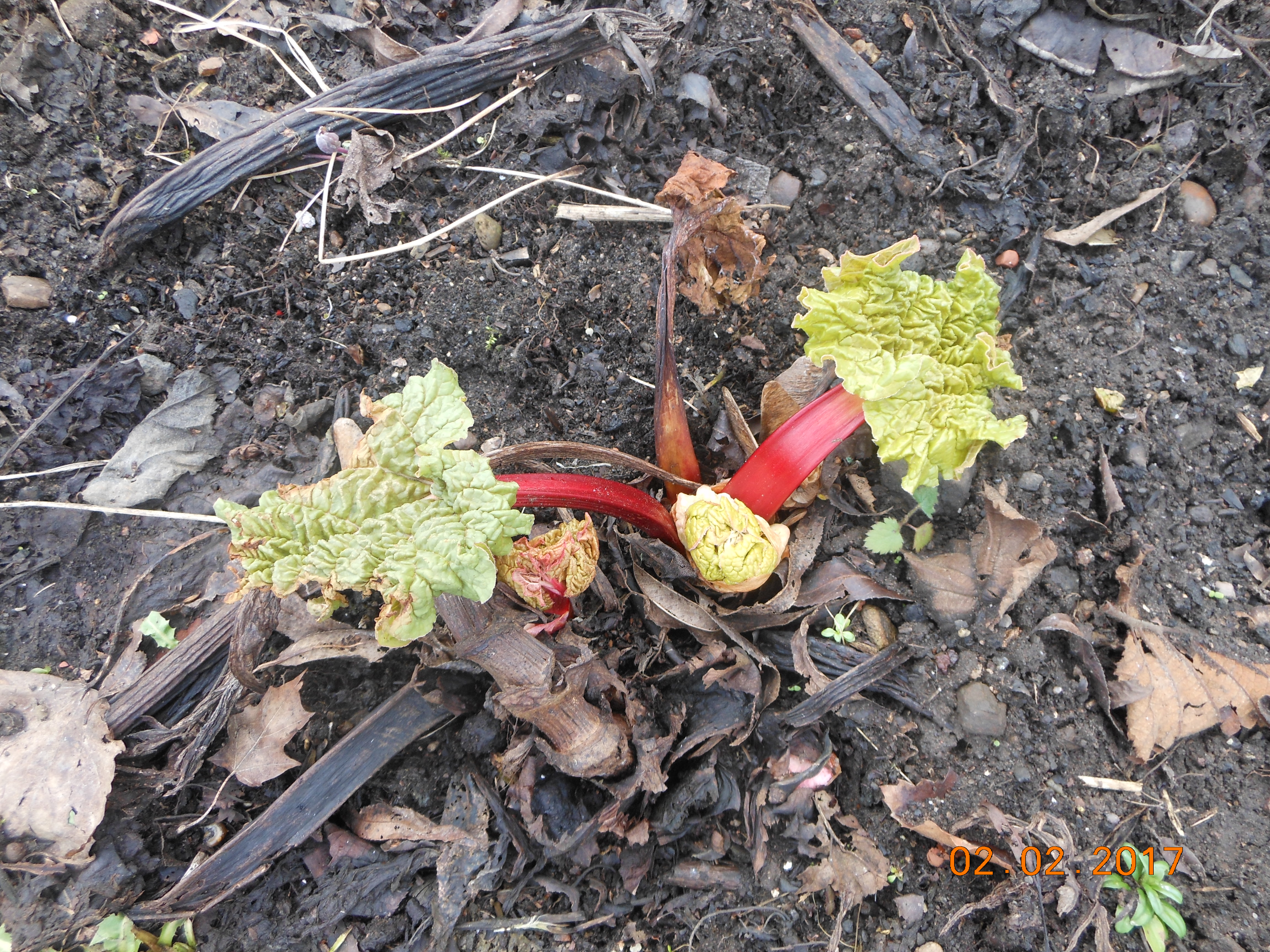 first-rhubarb-leaves