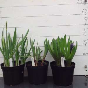 4-march-caley-hyacinths-plus