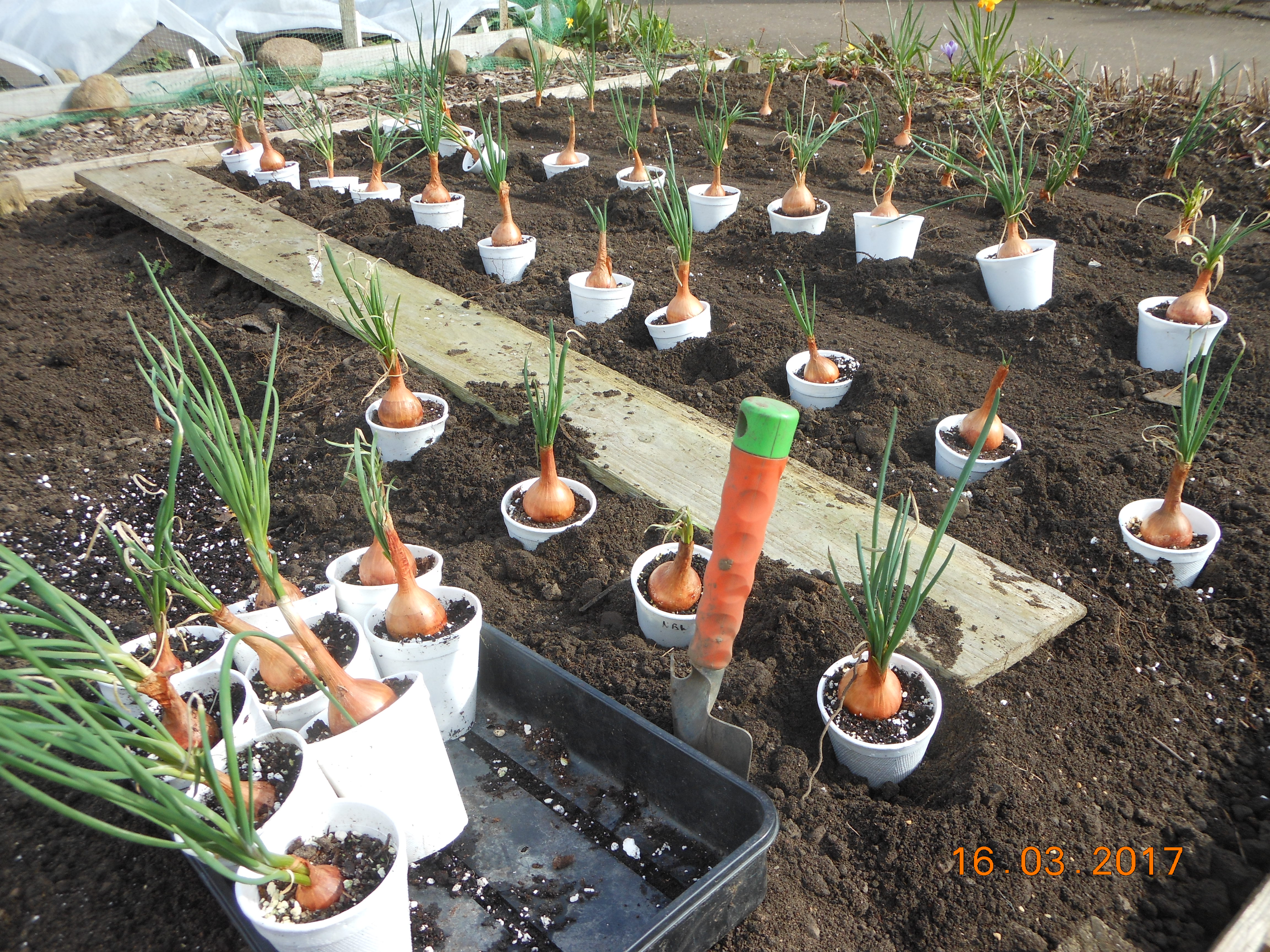 Shallots being planted