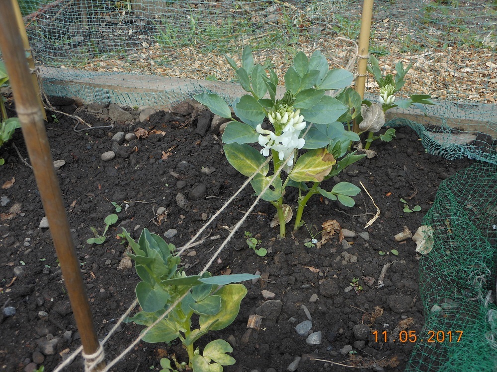 12 May Flowers on the broad bean