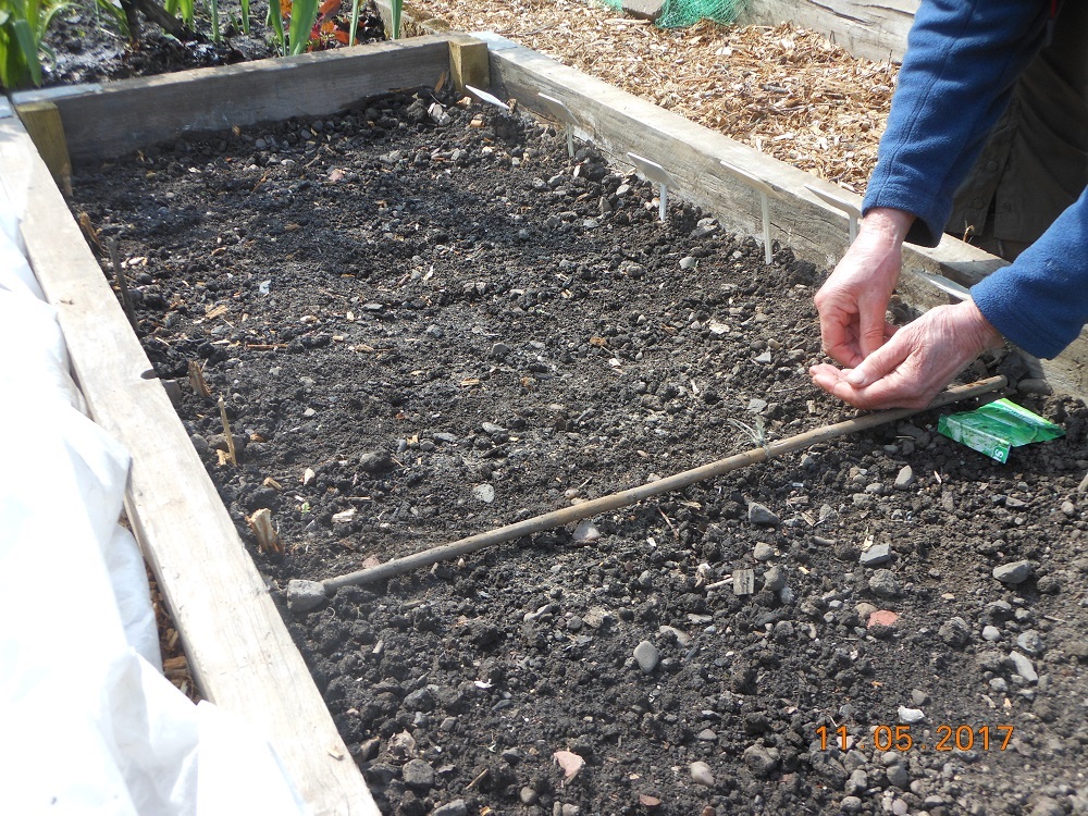 12 May Sowing the salad crops.