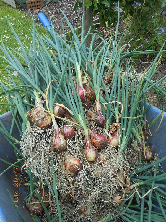 June 28 Shallots