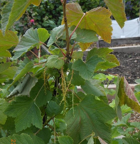 June 28 Stripped Redcurrants