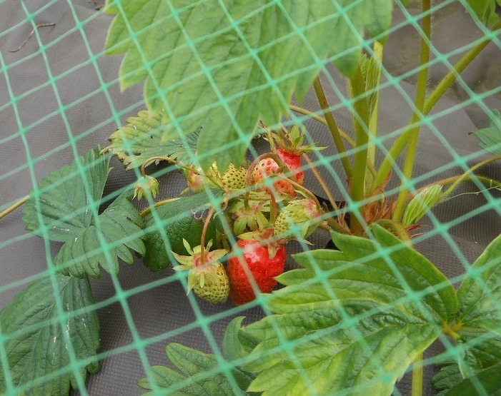 June 9 -First strawberries - variety 