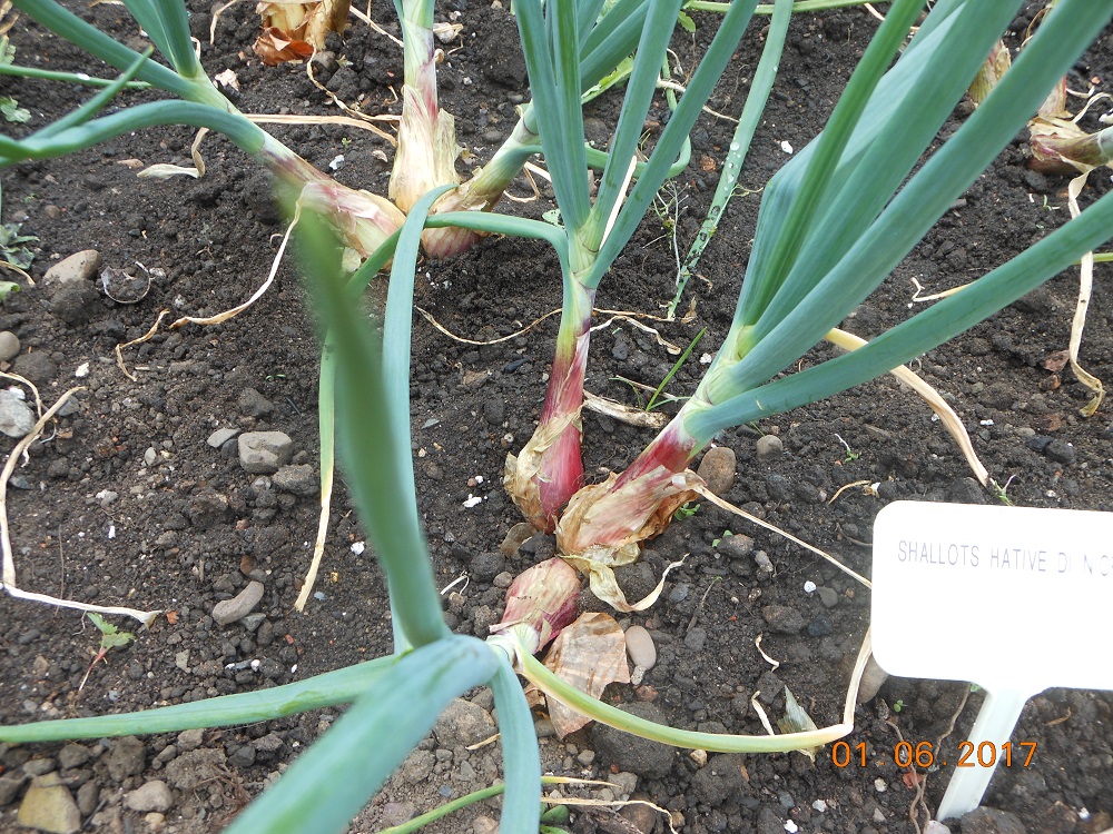 June 9 - Shallots thinned to 3 bulbs per plant