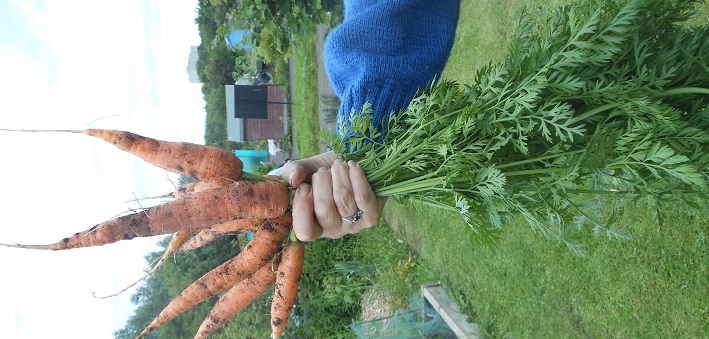 First picking of the carrots