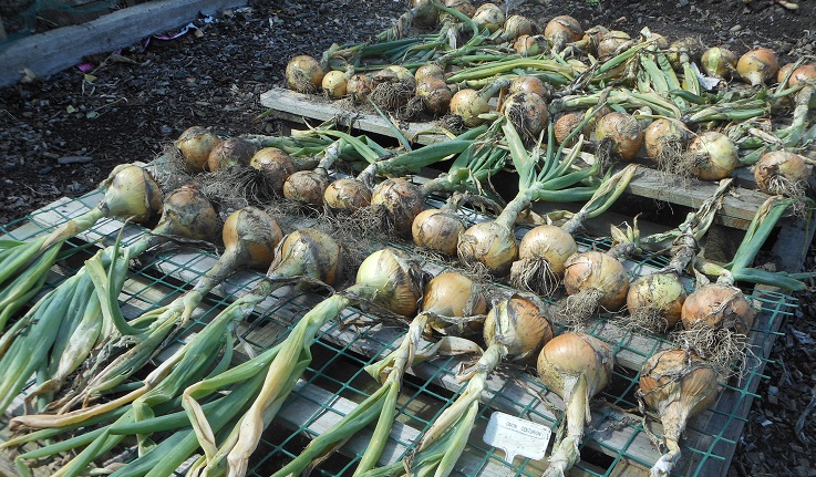 19 Aug - onions laid out to dry