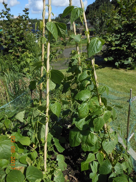 6 Aug - French Climbing Beans