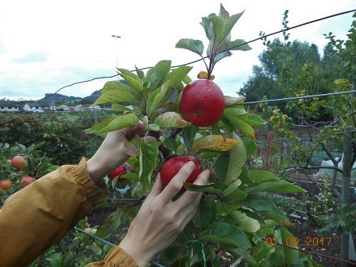 11 Sep. Checking the apples. (2)