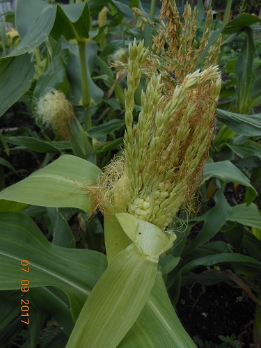 11 Sep. Strange Sweetcorn 2