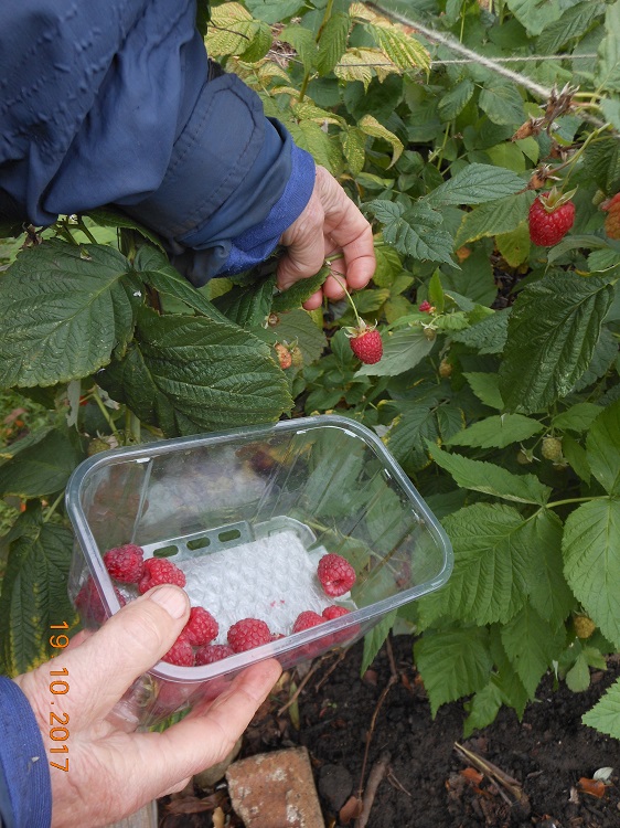 Autumn Raspberries