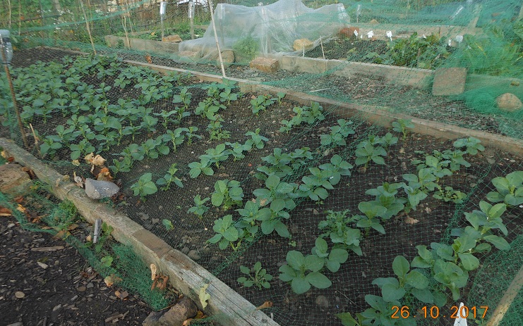 Field beans as green manure - excellent germination