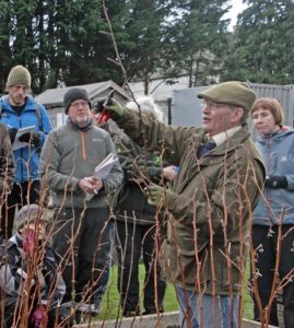 winter-pruning-cane-fruits-cropped