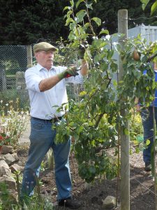 George – Summer Fruit Pruning