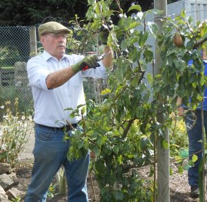 summer-fruit-pruning-workshop-copy