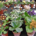 Repotting Auriculas – keeps them healthy not just show worthy.