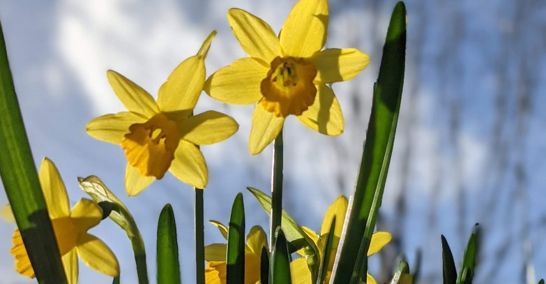 Daffodil Talk – Thursday 11th March @ 6pm – RCHS