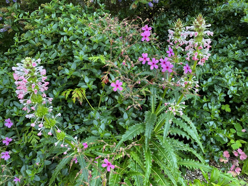 Dierama Plants – Fussy, but worth the trouble!