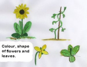 identifying_and_drawing_plants