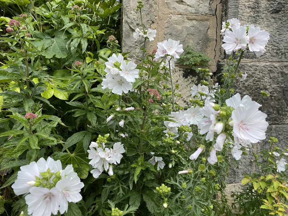 Muschio bianco malva (Malva Moschata f. Alba) in piena fioritura in un  giardino inglese confine in estate - un premio di merito da giardino Foto  stock - Alamy