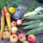 Allotment Tales – A Blustery Day on the Allotment