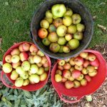 Allotment Tales 24th October