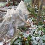 What a difference a week makes – allotment update