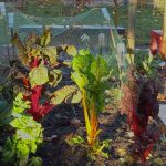 November on the allotment