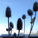 A very Scottish word to describe the work on the allotment this week!