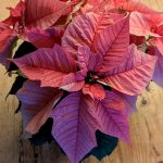 Houseplants at Christmas