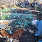 A sunny day on the Allotment 🌞