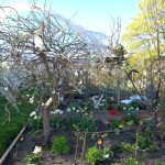 Colour all around on the allotment