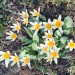 A week later on the allotment!